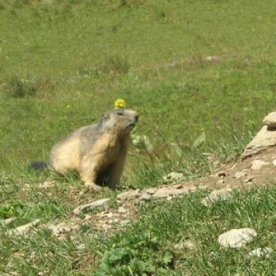 marmotte coquette