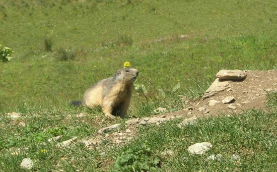 marmotte coquette
